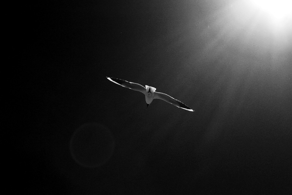 seagull-828988_960_720.jpg