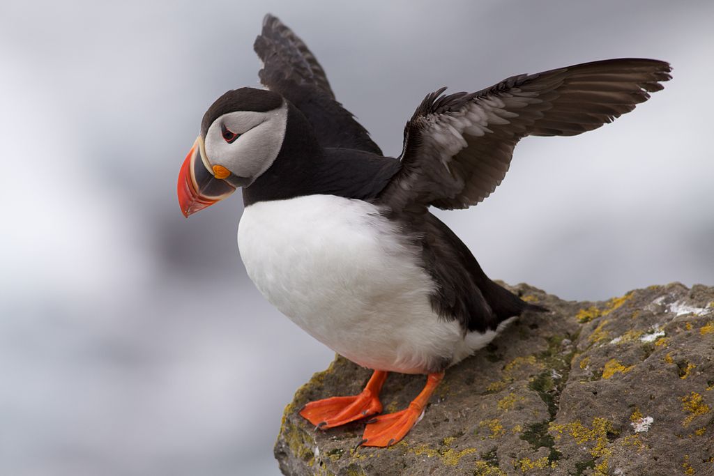 puffin_latrabjarg_iceland.jpg