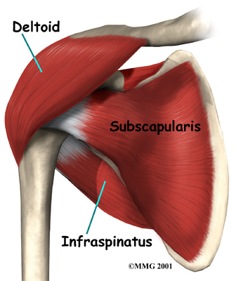 shoulder_anatomy_muscles02.jpg