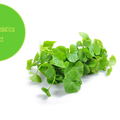 Centella Asiatica Extract