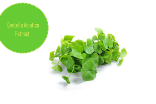 Centella Asiatica Extract