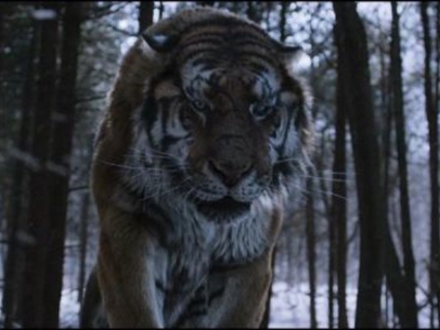A Tigris