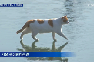 A befagyott folyón sétáló macska esete, ami letarolta a koreai internetet