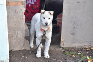 Sigor j'abson - Új kutyafajta Koreából?