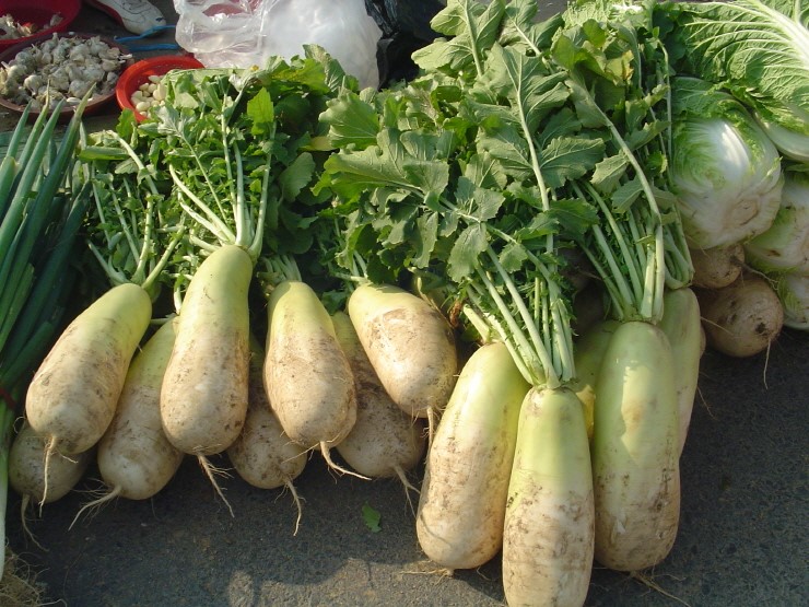 korean_radish_mu.jpg