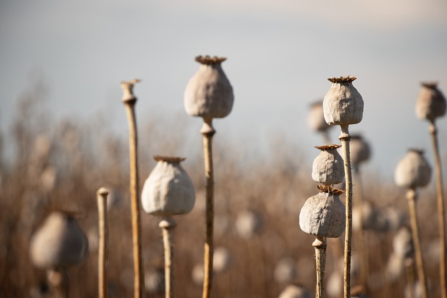 poppy-capsules-5452193_640.jpg