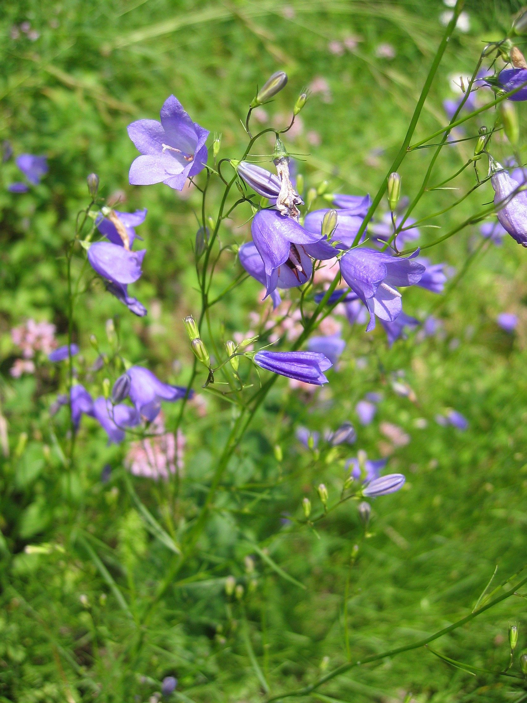 viragok_5_kep_harangvirag-campanula_rotondifolia.jpg