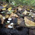 Őszi gombák a Körösök hullámtéri erdőiben