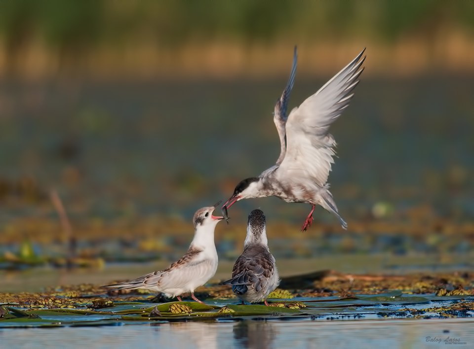 Fiókáját etető fattyúszerkő. (Fotó : Balog Lajos)