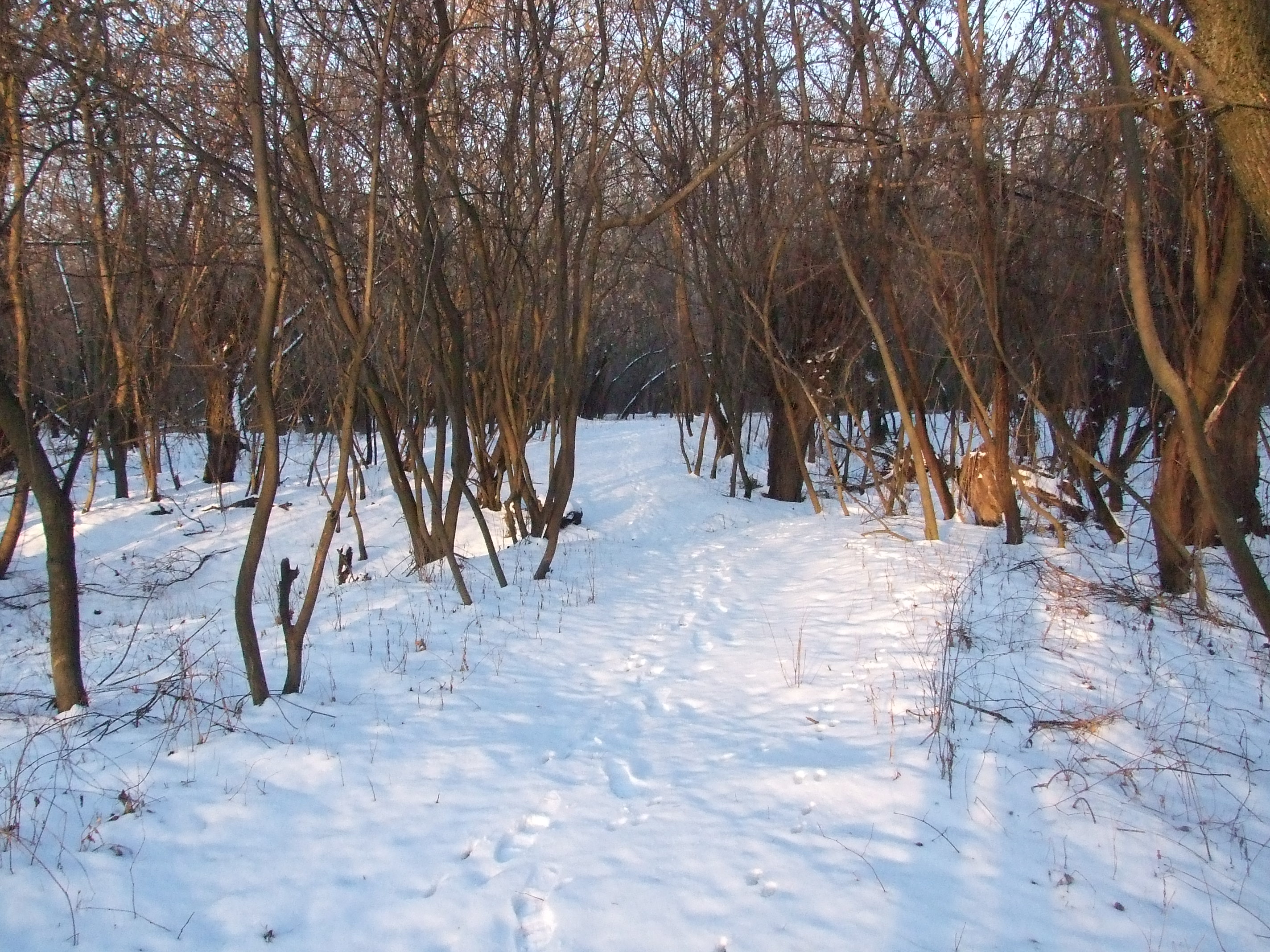 Téli ösvény