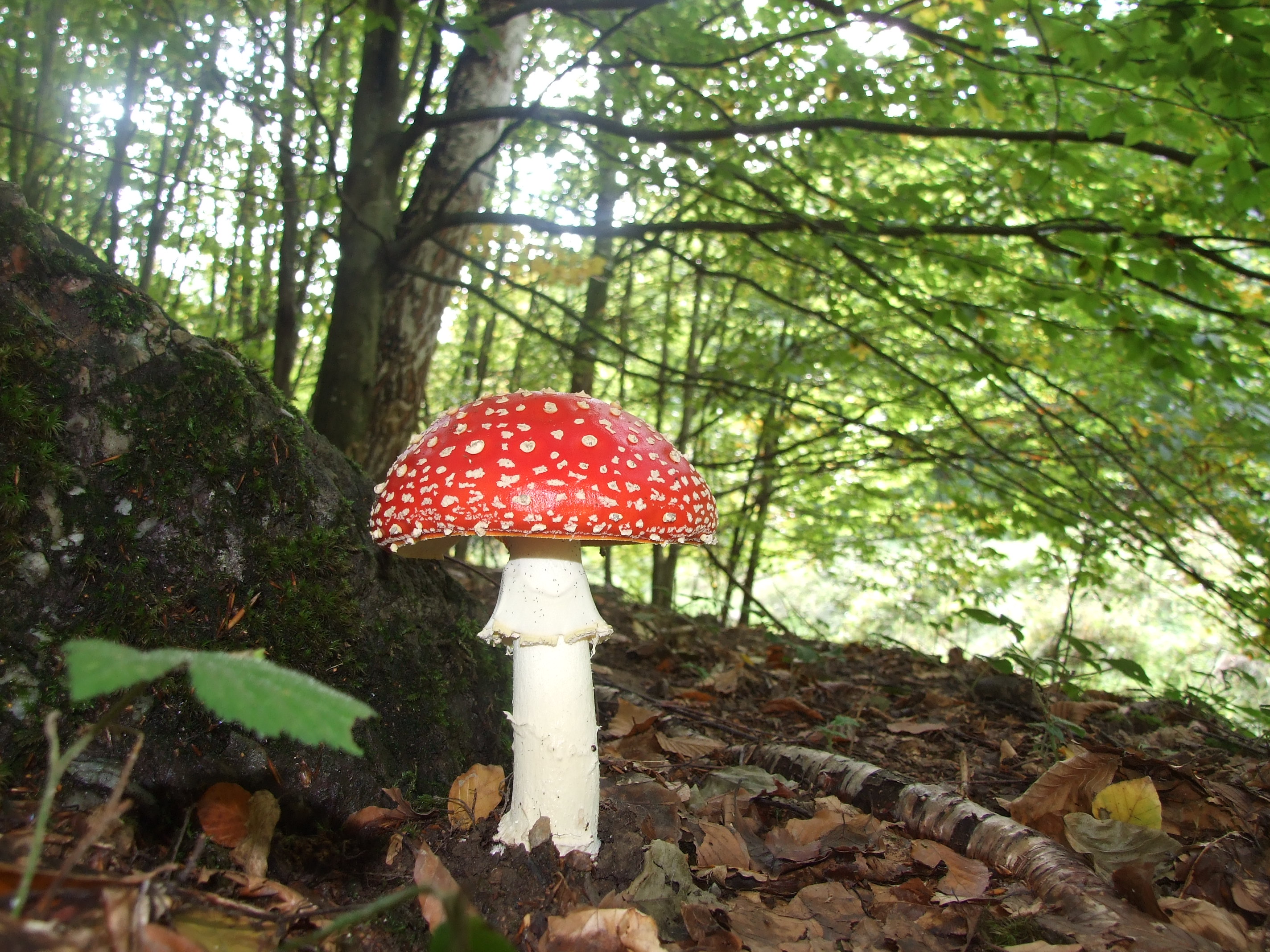 Ősszel sok gombát teremnek a hegyoldalak. (légyölő galóca)