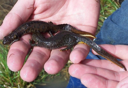 triturus-cristatus_him-es_nosteny.jpg