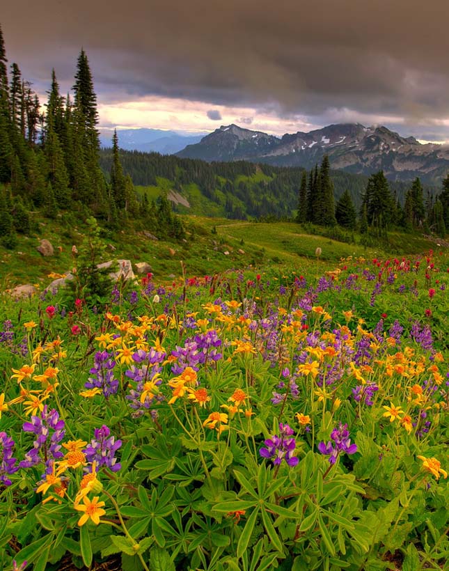 olympic-national-park-18.jpg