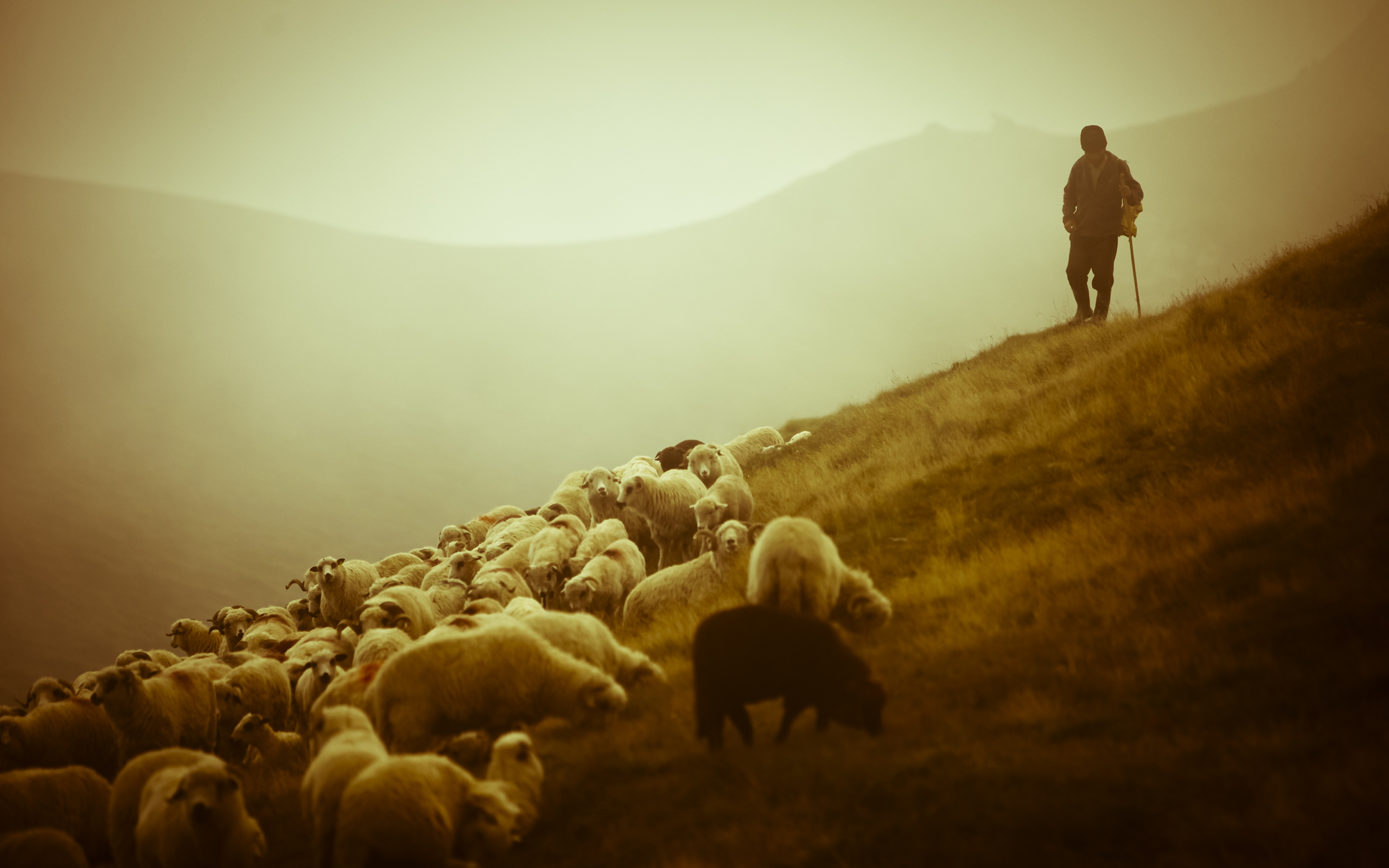 shepherd.jpg