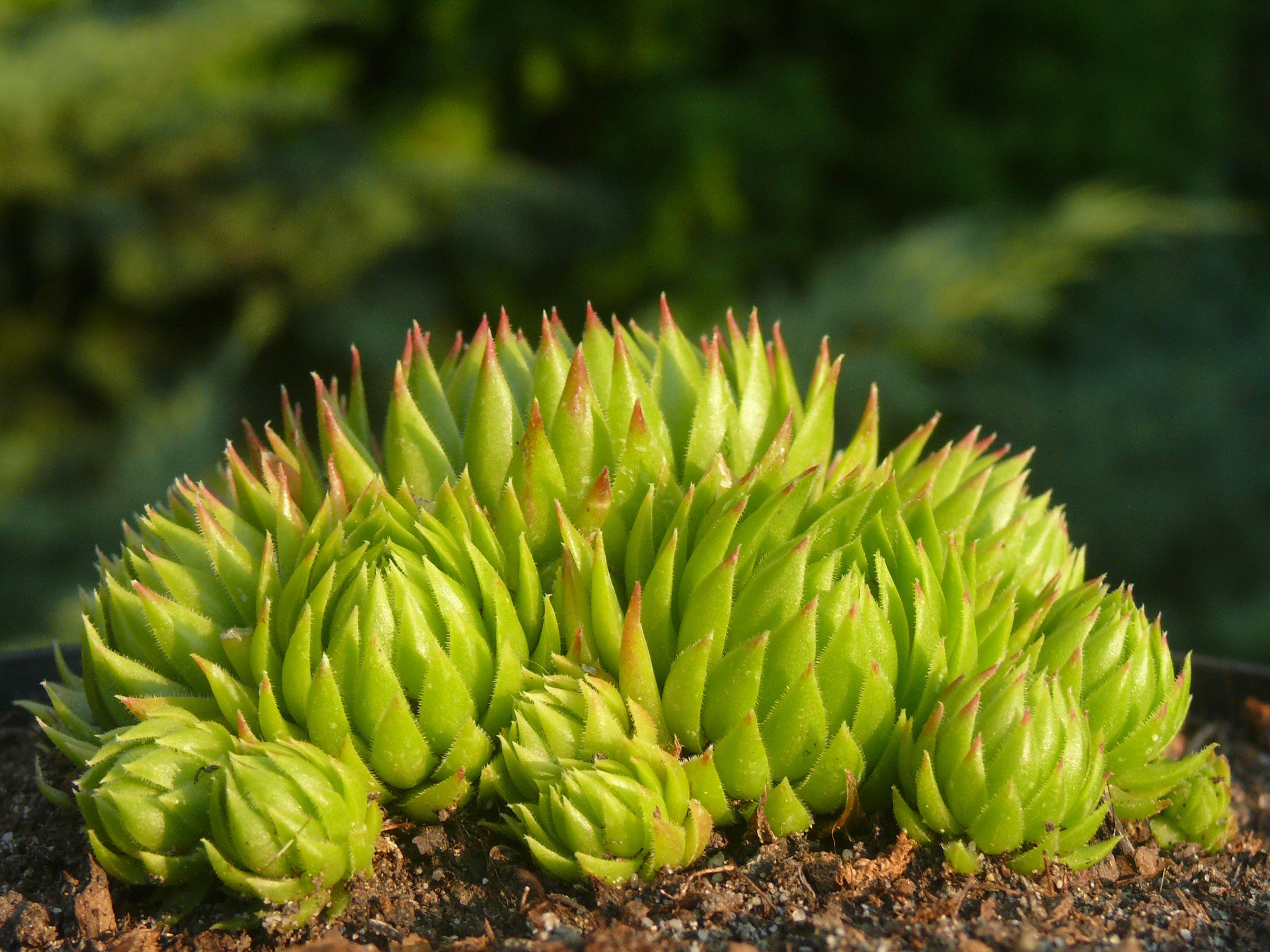 kovirozsa_sempervivum_2016_07_27_001.JPG