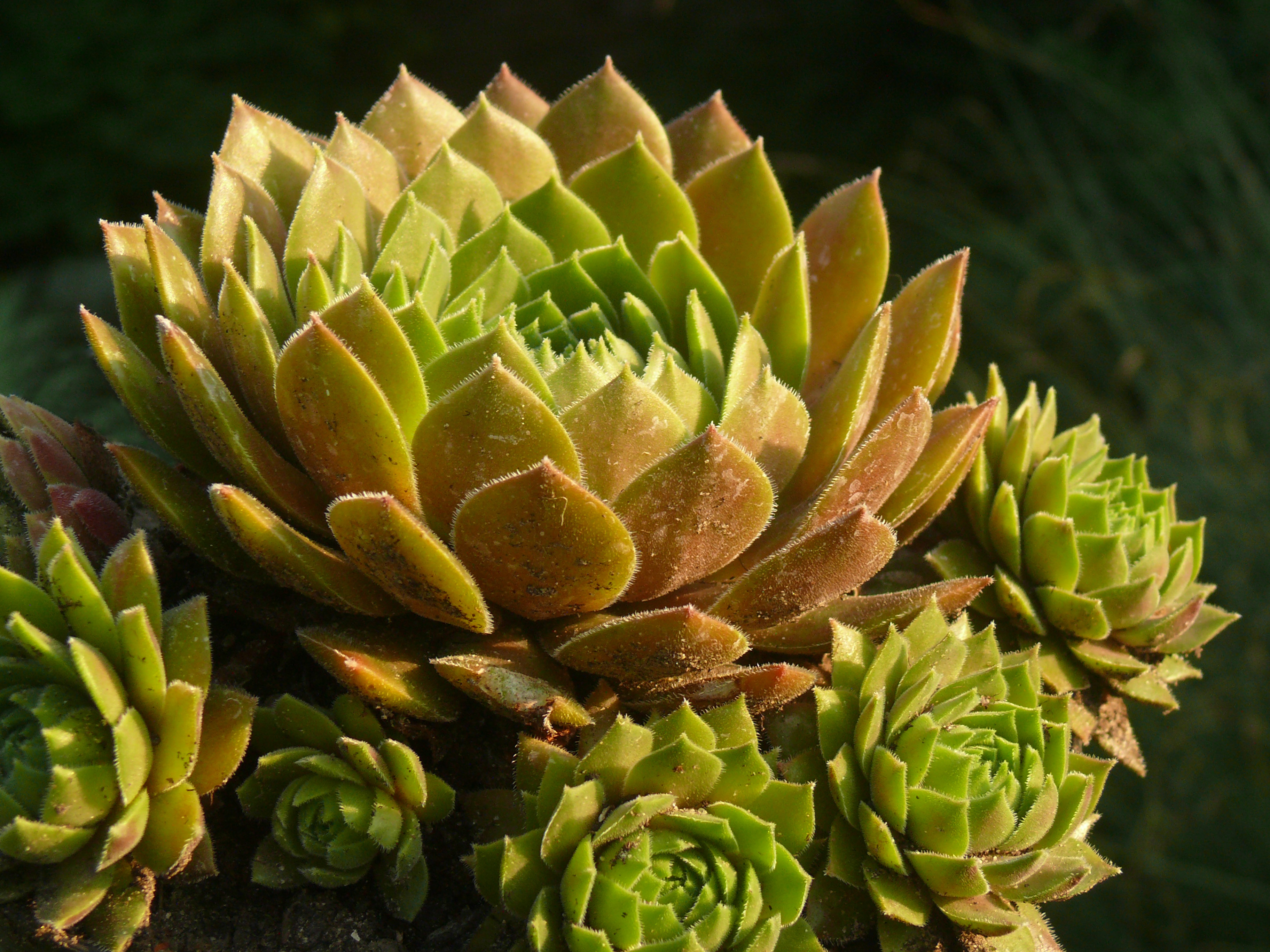 kovirozsa_sempervivum_2016_07_27_003.JPG