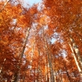 Nincs szebb egy őszi erdőnél