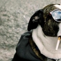 Pársoros: cigifüst, kutyaharapás és társadalmi dekadencia