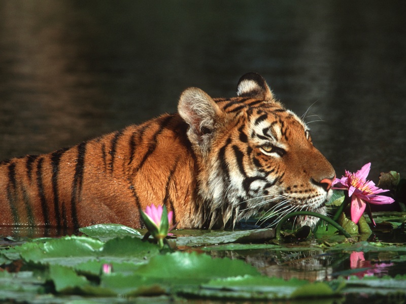 tiger-and-flower.jpg