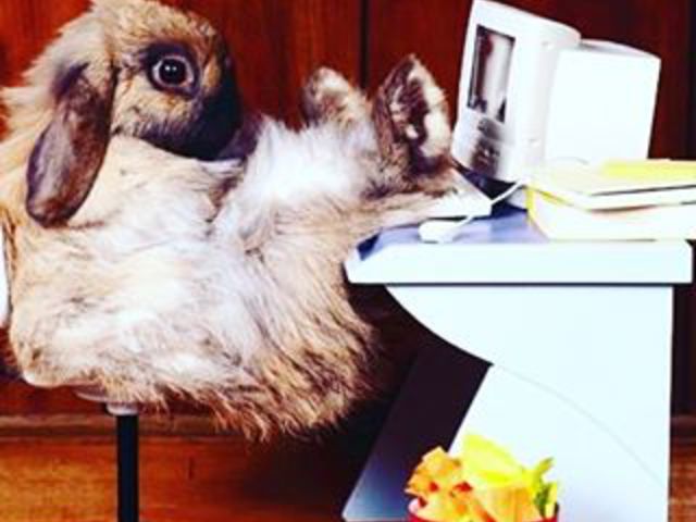 #kozepsuli #húsvét #ostern #rabbit #kozepsulisorozat Minden kedves nézőnknek, olvasónknak nagyon boldog, áldott húsvéti ünnepeket kívánunk! 