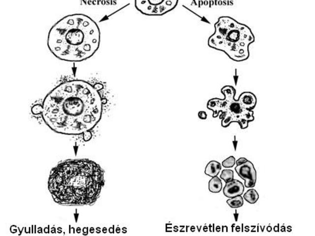 Sejtpusztulás