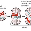 Sejtosztódás