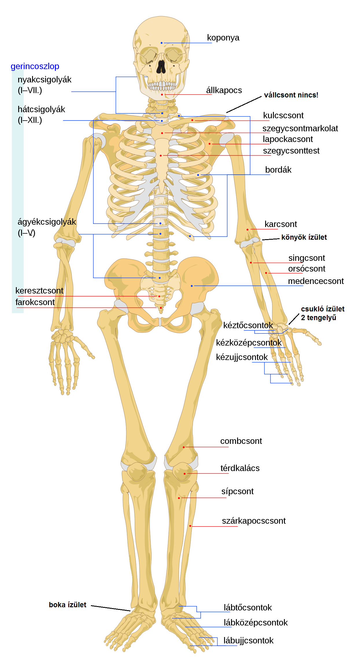 1200px-human_skeleton_front_hu_svg.png