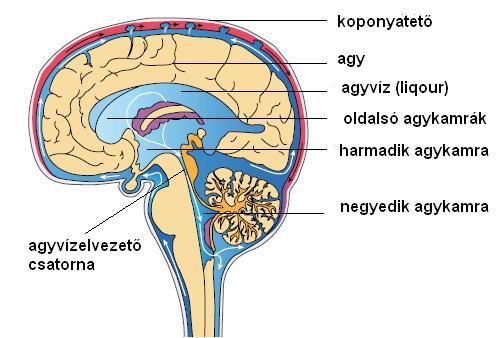 agykamra.jpg