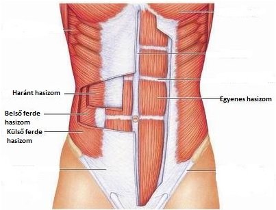 diastasis_has.jpg