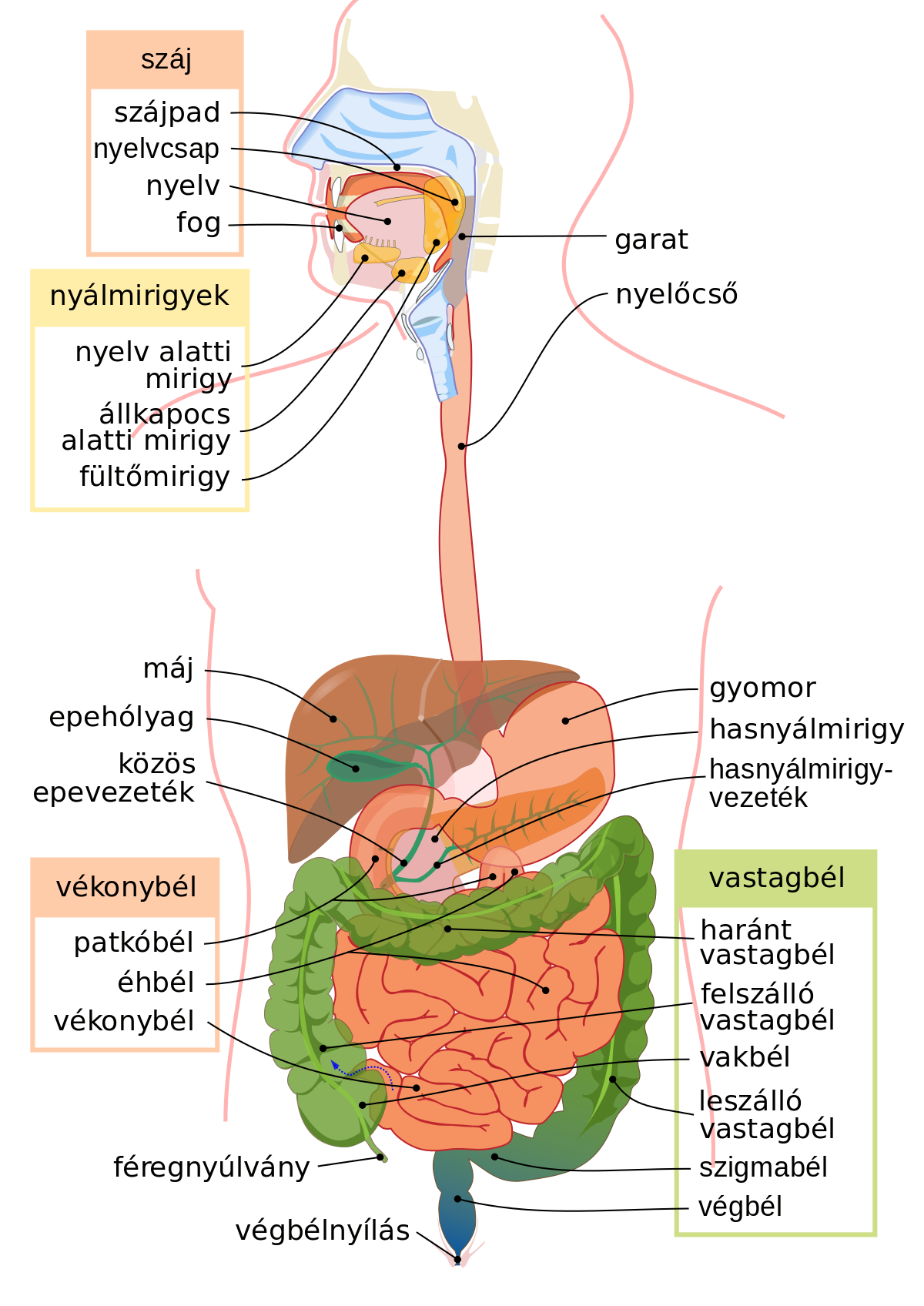 digestive_system_diagram_hu_svg.png