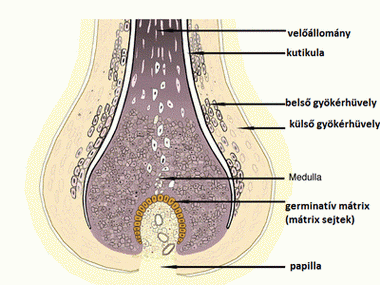 hajszal_szerkezete.gif