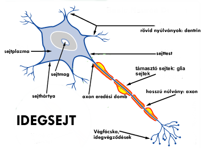 idegsejt_kesz.png