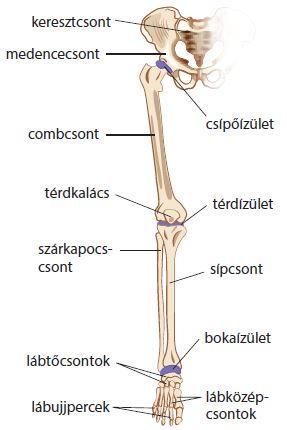 medenceovlab.jpg