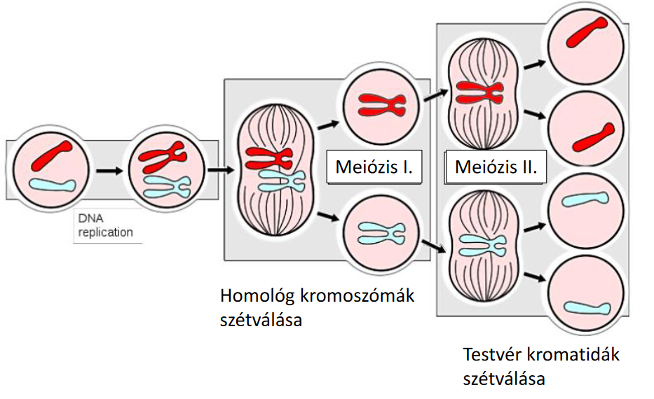 meiozis.png