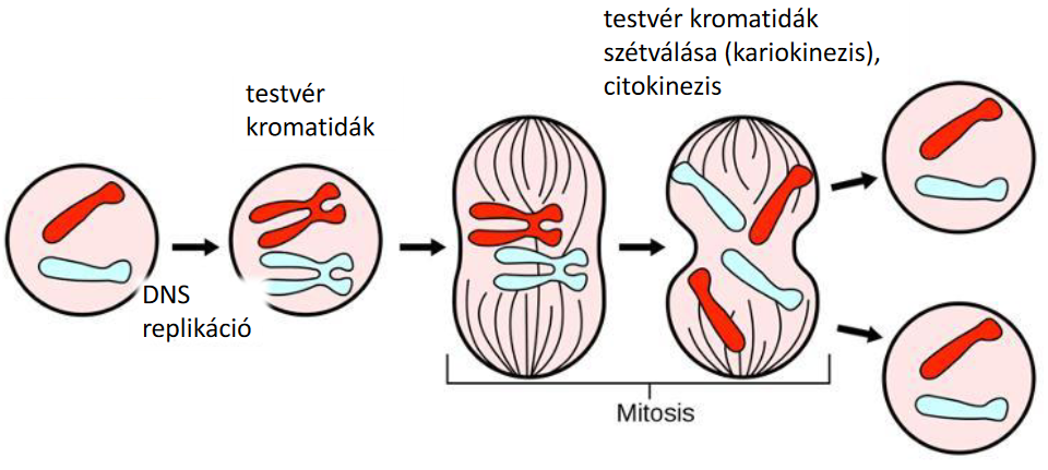 mitozis.png