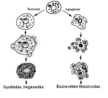 sejtpusztulas.jpg