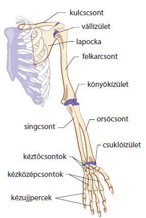 vallovkez.jpg