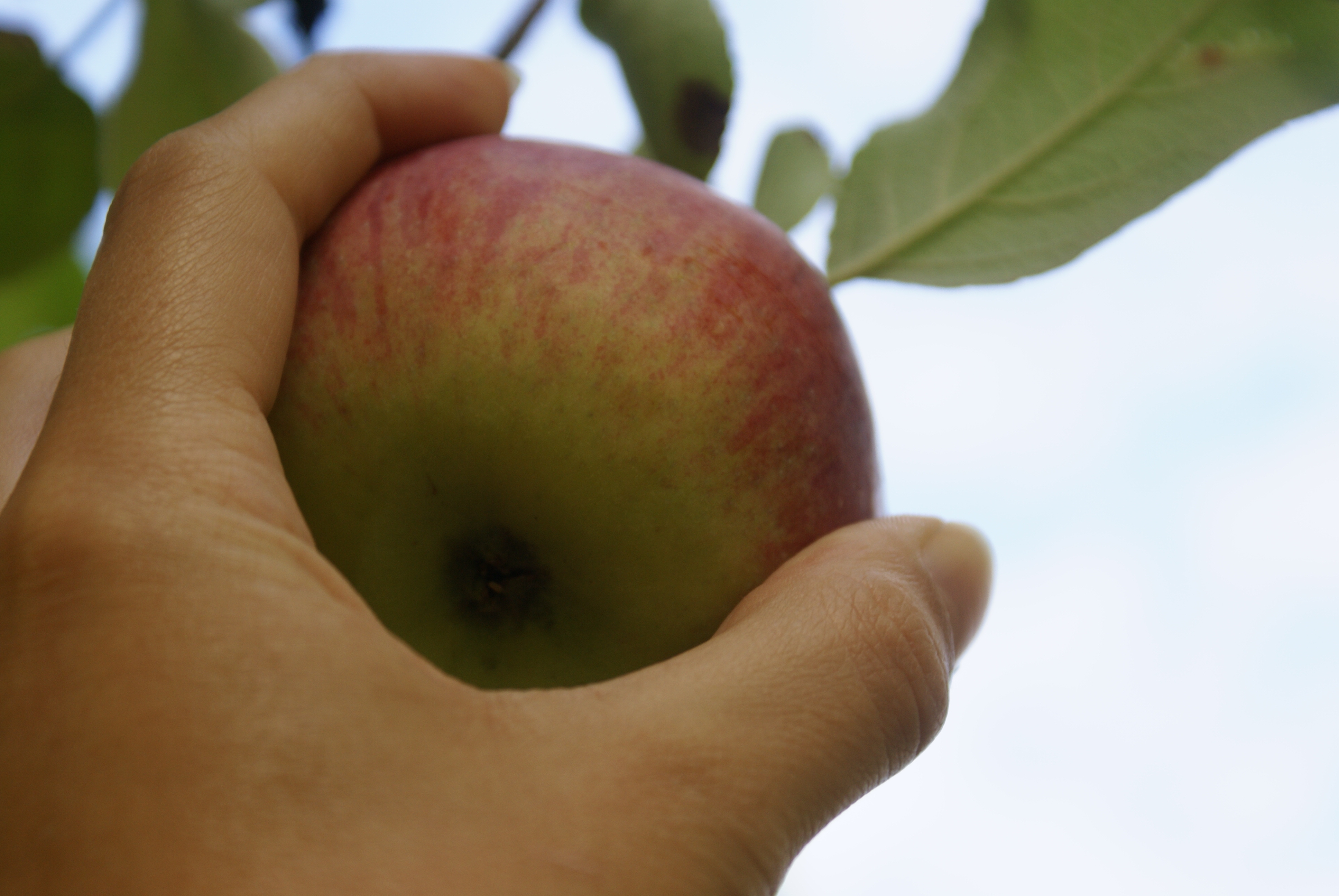 apple-picking.jpg