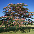 Perzsa selyemakác - Albizia julibrissin