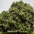 Közönséges vadgesztenye - Aesculus hippocastanum