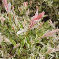 Tarkalevelű Japán fűz - Salix integra 'Hakuro-nishiki'