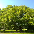 Közönséges platán - Platanus x acerifolia