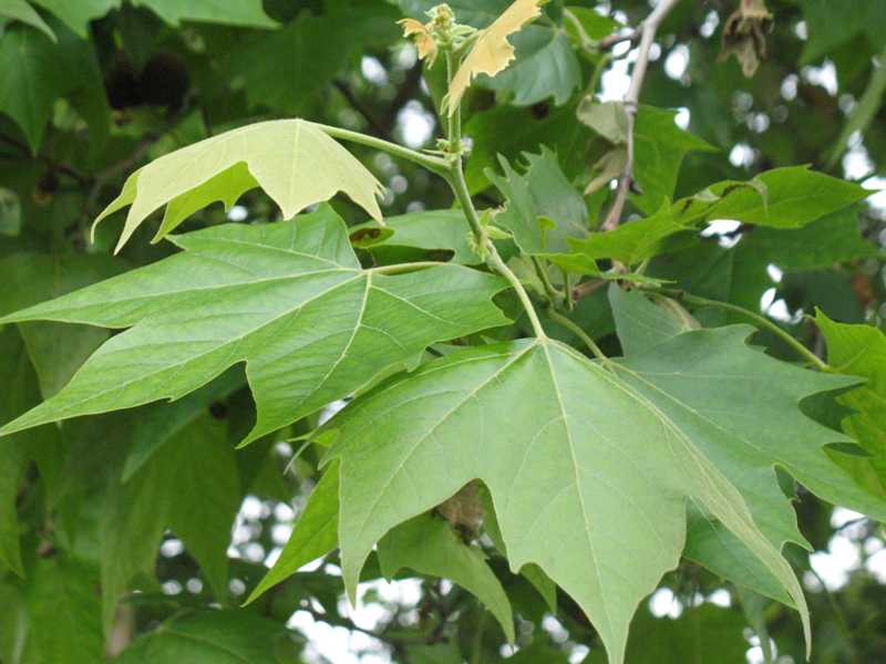 platanus_acerifolia_leaf.jpg