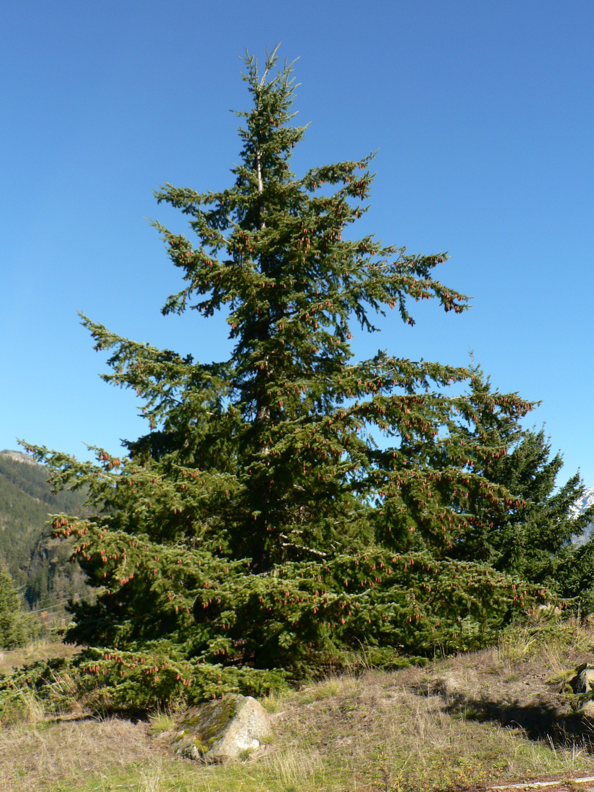 pseudotsuga_menziesii.JPG