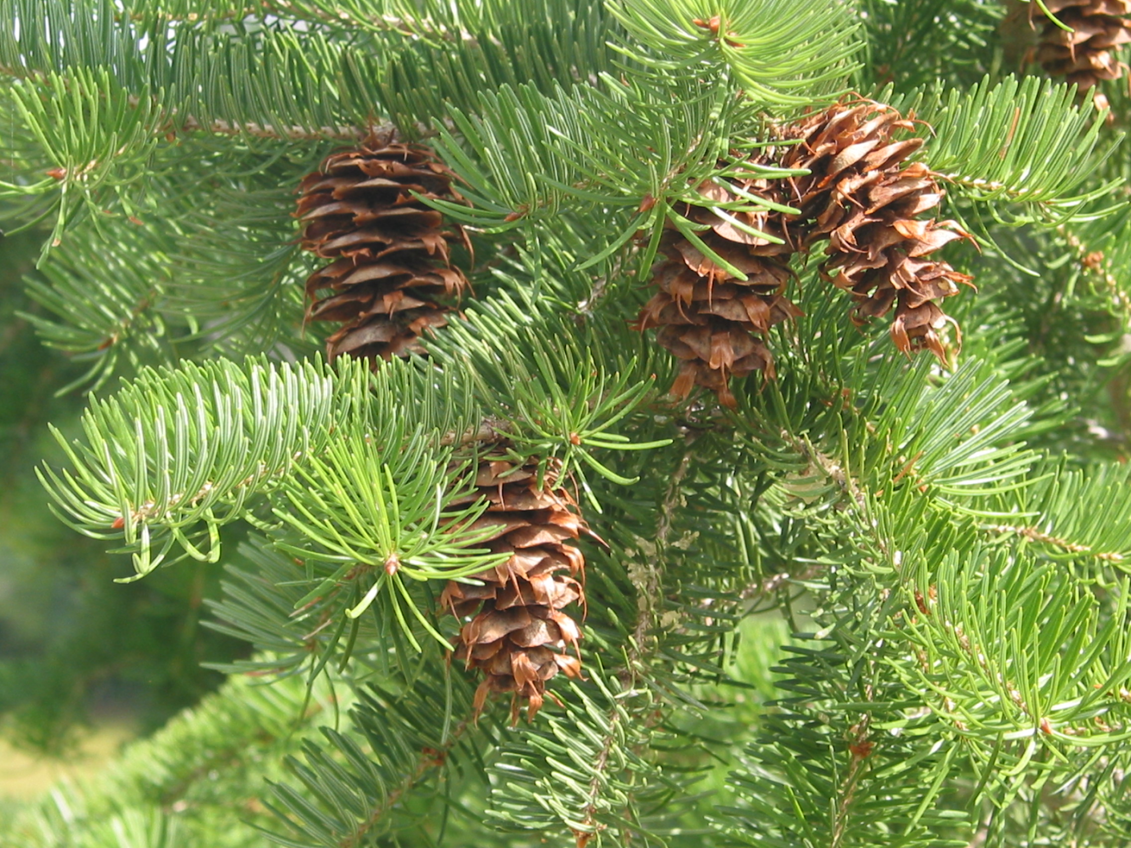 pseudotsuga_menziesii2.JPG