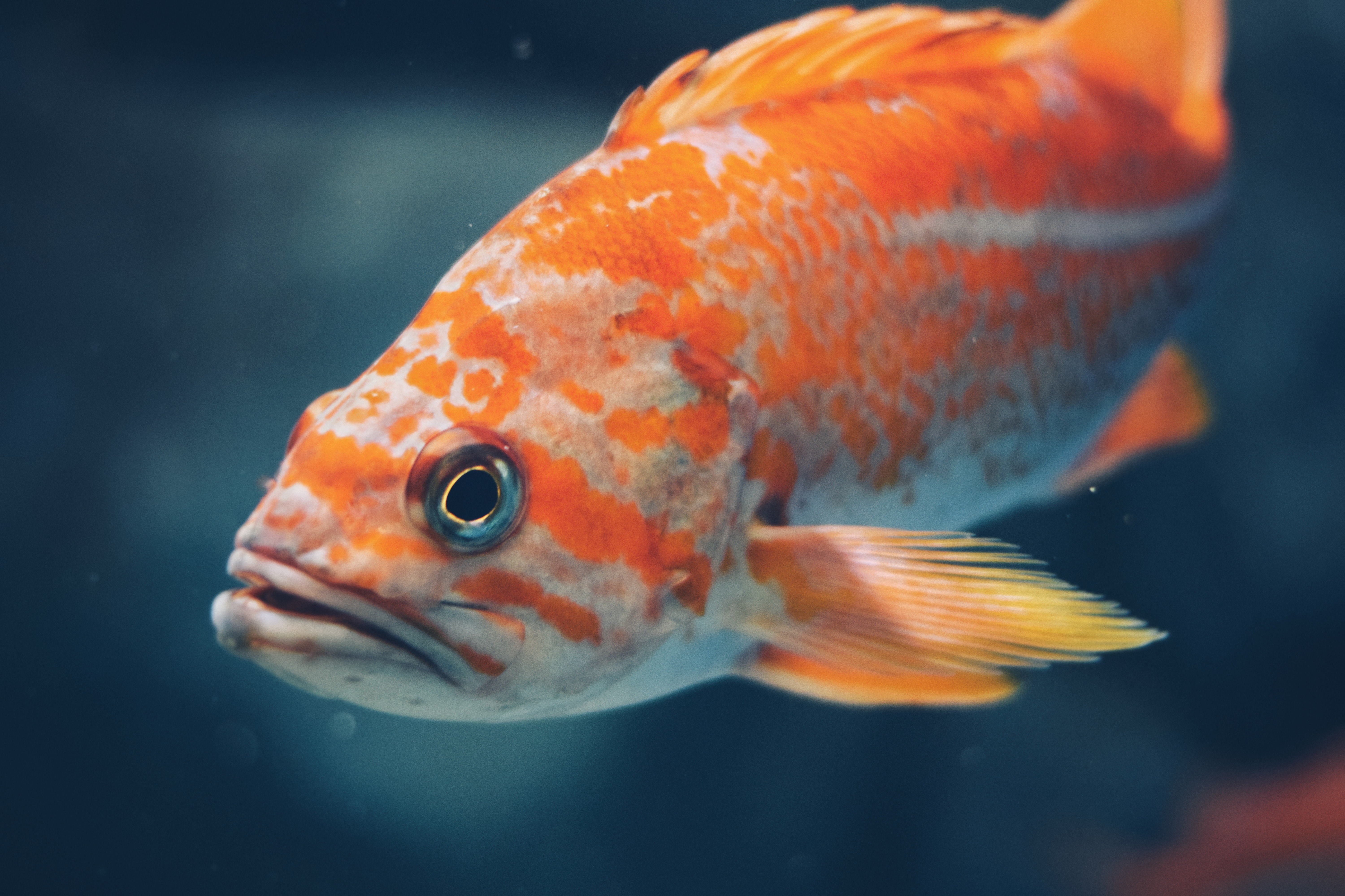 close-up-photo-of-orange-fish-3157909.jpg