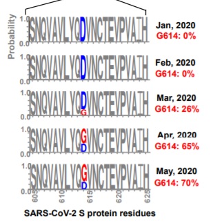 sarscov2_d614gmutation.jpg