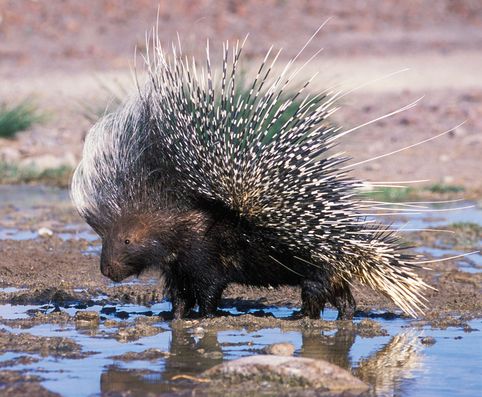 Porcupine.jpg