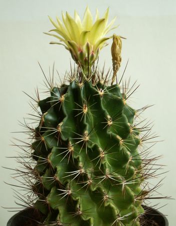 Kaktusz43.jpg
