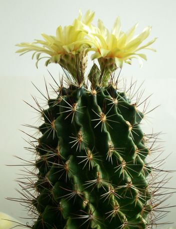 Kaktusz54.jpg